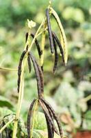 Green Mung bean crop in agriculture field photo