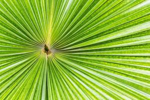 Close up striped of palm green leaf photo