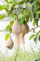 Baya weaver bird nest on tree photo