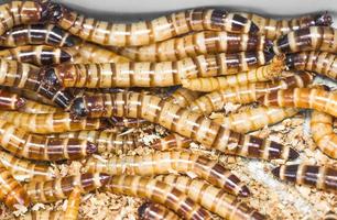 close up Meal worms photo