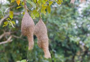 Baya weaver bird nest photo