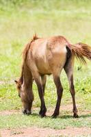 Brown Horse feeding photo