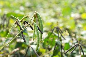 Green Mung bean crop in agriculture field photo