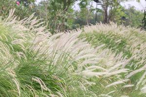 Imperata cylindrica Beauv of Feather grass in garden photo