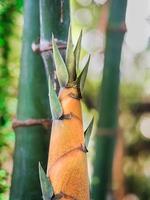 planta de brotes de bambú foto