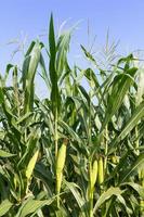 primer plano de maíz en el tallo foto