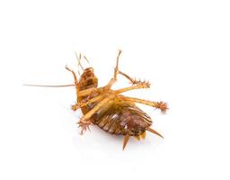 cerrar cucaracha muerta en blanco foto