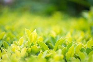 Close up green leaf in plantation photo