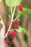 Mulberry on tree is Berry fruit in nature photo