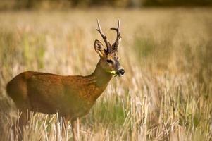 wild roe deer photo