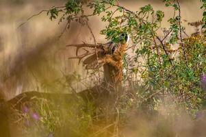 wild roe deer photo