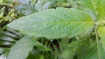 Textured leaf background. Photo of simple leaf texture in the forest.