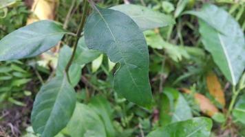 The hollow leaves that were eaten by the caterpillars photo