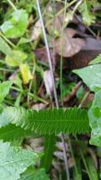 Textured leaf background. Photo of simple leaf texture in the forest.