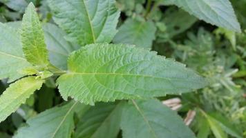 Textured leaf background. Photo of simple leaf texture in the forest.