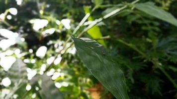 Small insects perched on leaves. Simple photo in the forest.