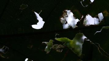 The hollow leaves that were eaten by the caterpillars photo