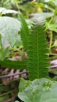 Textured leaf background. Photo of simple leaf texture in the forest.