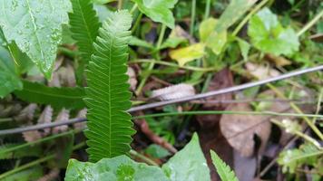 Textured leaf background. Photo of simple leaf texture in the forest.