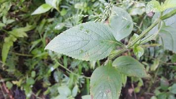 Textured leaf background. Photo of simple leaf texture in the forest.