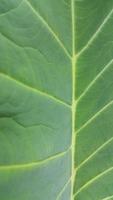 Very fresh taro leaf texture background photo