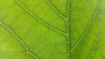 Very fresh textured leaf background photo