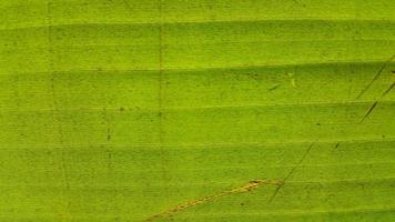 textura de hoja de plátano muy fresca foto