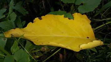 Yellow textured leaf background. Simple photo. photo