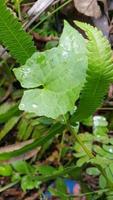 Textured leaf background. Photo of simple leaf texture in the forest.