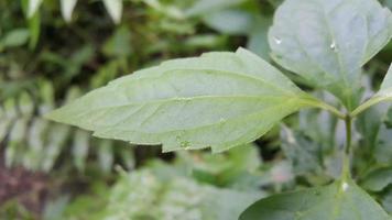 Textured leaf background. Photo of simple leaf texture in the forest.