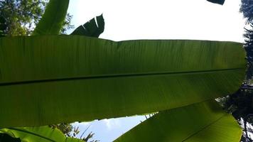 Very fresh banana leaf texture photo
