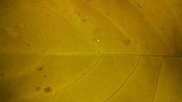 Yellow textured leaf background. Simple photo. photo