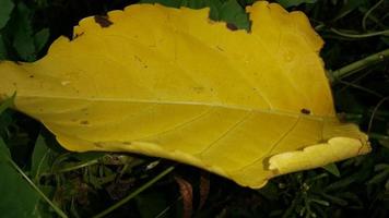 Yellow textured leaf background. Simple photo. photo