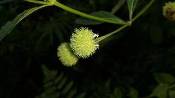 Textured leaf background. Photo of simple leaf texture in the forest.