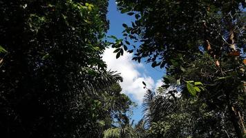 View of the sky and trees in the forest photo