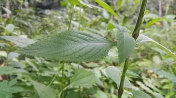 Textured leaf background. Photo of simple leaf texture in the forest.