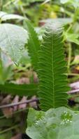 Textured leaf background. Photo of simple leaf texture in the forest.