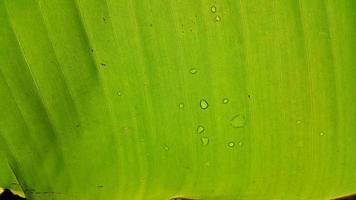 Very fresh banana leaf texture photo