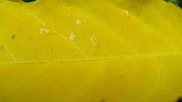 Yellow textured leaf background. Simple photo. photo