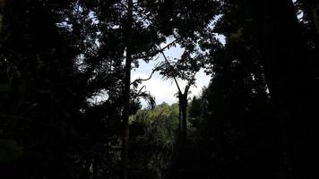 View of the sky and trees in the forest photo