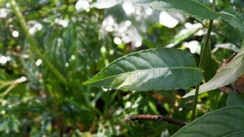 Textured leaf background. Photo of simple leaf texture in the forest.