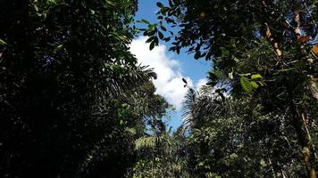 View of the sky and trees in the forest photo