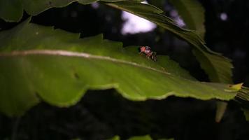 pequeños insectos posados en las hojas. foto simple en el bosque.