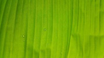 Very fresh banana leaf texture photo