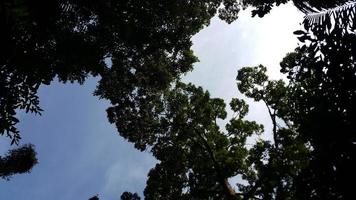 vista del cielo y los árboles en el bosque foto