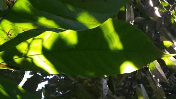 Textured leaf background. Photo of simple leaf texture in the forest.