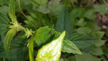 Small insects perched on leaves. Simple photo in the forest.