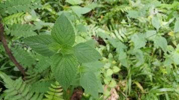 Textured leaf background. Photo of simple leaf texture in the forest.