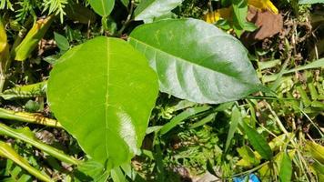 Textured leaf background. Photo of simple leaf texture in the forest.
