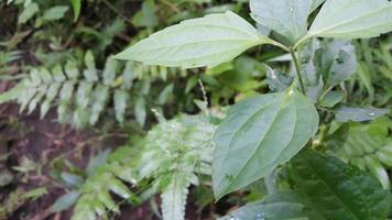 Textured leaf background. Photo of simple leaf texture in the forest.